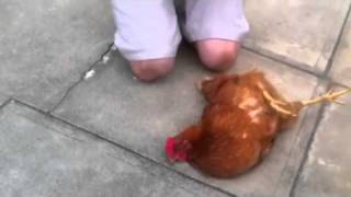 How To Hypnotize A Chicken in 10 sec [upl. by Sesilu]