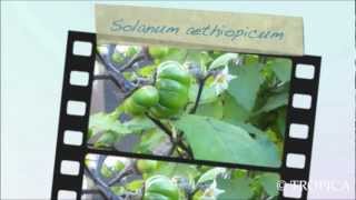 Solanum aethiopicum 13227 [upl. by Yanel239]