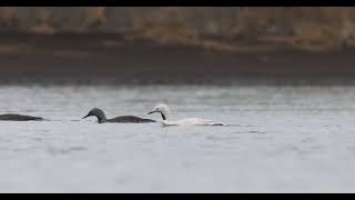 Lómur  Redthroated Diver Loon  Leucistic [upl. by Llewxam]