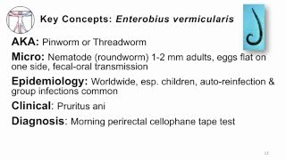 Helminths Enterobius [upl. by Erv]