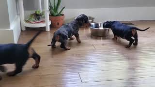 Black amp Tan Dapple Miniature Dachshund Puppies [upl. by Rufford928]