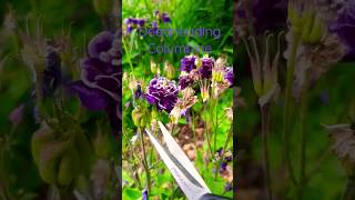 Deadheading Columbine aquilegia [upl. by Asnerek]