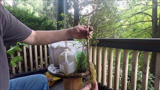 How to easily propagate forsythia plants from cuttings [upl. by Geof]