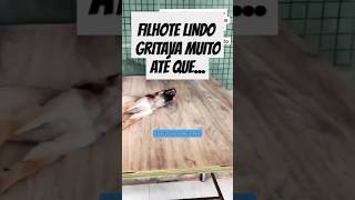 FILHOTE ABANDONADO ESTAVA MUITO TRISTE RESGATADO cachorro resgate rescue amor adote dog ong [upl. by Asyla246]