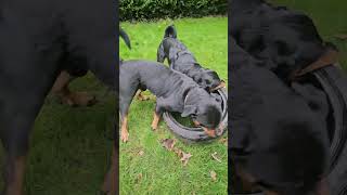 Two powerful Rottweilers playing with their 18 inch XL heavy load tyre dogs powerful strong [upl. by Etteoj187]