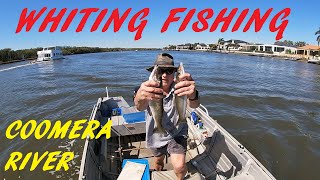 WHITING FISHING COOMERA RIVER 17TH AUG 2024 [upl. by Akinna]