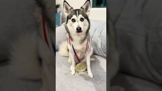 ¡Sapphie la Pomsky se lleva el oro en los Juegos Olímpicos Perrunos 🐾🥇 [upl. by Anica]