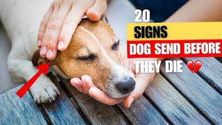 20 signs to know when It’s Time Saying Goodbye to Your Dog [upl. by Kaye]