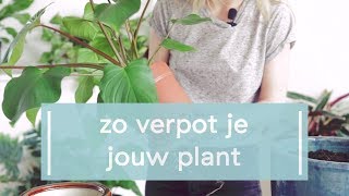 Zo verpot je jouw plant [upl. by Epolulot412]