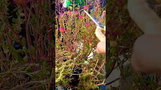 How to save portulaca in winter Purslane Plant Care plant plant Pruning gardening cutting [upl. by Pearla]