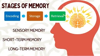 WHAT IS MEMORY  STAGES AND PROCESSES IN MEMORY  ENCODING SHORTTERM amp LONGTERM MEMORY memory [upl. by Cutty697]