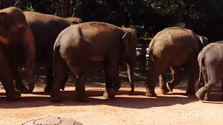 Pinnawala Elephant orphanage Visit with Risi Travels [upl. by Aierb]