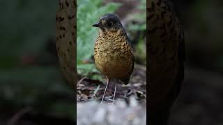 Undulated antpitta 🧡 [upl. by Eatnohs437]