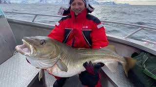 Cod Skrei 2024 Big Fishing in Lofoten Norway 🇳🇴 straight from ￼ Barents sea to my hand ￼👌🏻 [upl. by Itsur]