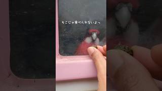 食べたいのに食べられないインコ【福知山市動物園】ナナクサインコRED shorts インコ 小鳥 [upl. by Ecnarrat]