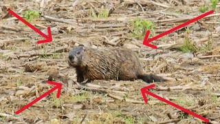 2024 PA Groundhog Hunting Compilation PART 1 [upl. by Lemart864]