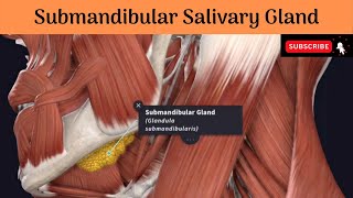 Submandibular Salivary Gland  Parts  Relations  Duct amp Relations Nerve Supply Clinical anatomy [upl. by Adrian]