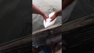 Extreme Fishing Fail fishing trending fishingmix viralshorts mixfishery [upl. by Yelkreb806]