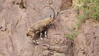 Mountain Climbing Goats  ibex cliff climing  Nature is Everything [upl. by Liv842]