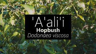 ʻAʻaliʻi Hopbush Dodonaea viscosa [upl. by Warner199]