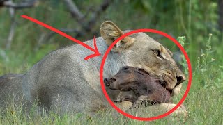 Lioness Eating a Baby Warthog [upl. by Maxine867]