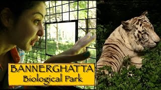 Bannerghatta Biological Park  Bengaluru [upl. by Floridia]