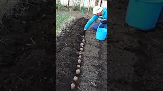 How to plant potatoes and get a lot of big tubers [upl. by Jannery954]