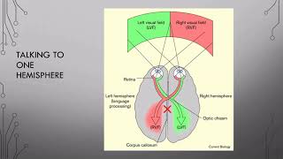 10 Hemispheric Specialization Pt 1 [upl. by Karon]