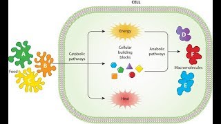 Metabolism Anabolism and Catabolism [upl. by Evvie]