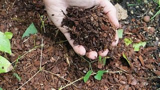 COMMENT BIEN CHOISIR UN PAILLAGE ORGANIQUE [upl. by Nutter542]