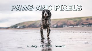 Paws in the sand  Ynyslas Photography Adventure [upl. by Komsa]