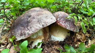 LA STORIA INFINITABEAUTIFUL MUSHROOMSTOP FUNGHI PORCINI 2024 [upl. by Aicargatla]