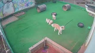 Don Cachorrone Pet Park [upl. by Irreg]