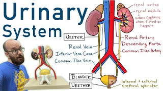 Urinary System  Structure Function Plastinated Kidney and Bladder 3D Model [upl. by Sharp]