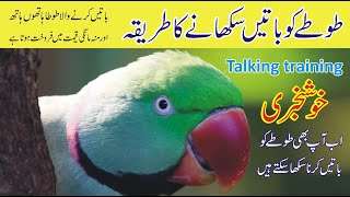 parrot ko baten sikhane ka tarika  how to train parrot to talk  bywaseem urdu hindi [upl. by Grishilde]