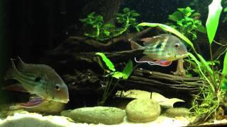 Clueless Geophagus winemilleri male [upl. by Isnan]