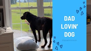 Caught on Camera Dog is Barking Excited for his Favorite Owner to Return to Him cutedogvideos [upl. by Zerla498]