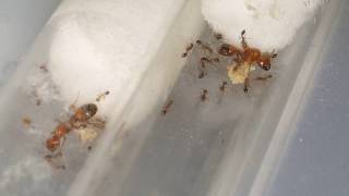 Solenopsis geminata  INSTOCK  quick tips [upl. by Amoreta]