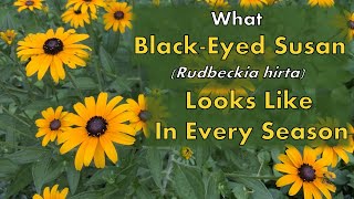 What BlackEyed Susans Rudbeckia hirta Look Like in Each Season [upl. by Limber]