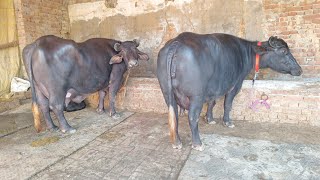 Two Buffaloes For Sale 2 ਮੱਝਾਂ ਵਿਕਾਊ [upl. by Anuahsal]