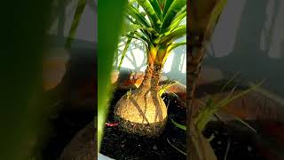 Nolina palm plant shine2forever short [upl. by Heti270]