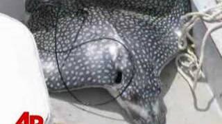 Stingray Leaps From Water Killing Woman [upl. by Seto]