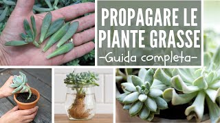 COME PROPAGARE LE PIANTE GRASSE  guida completa [upl. by Icart]