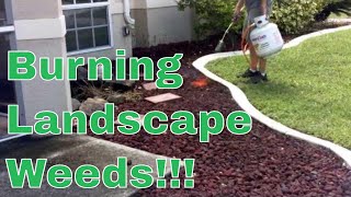 How To Kill  Rid Landscape Weeds with a Propane Torch  Harbor Freight Tools Torch [upl. by Ateerys508]