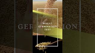 Wheat Germination Test  Wheat Germination Secrets Most Farmers Dont Know [upl. by Yrahca794]