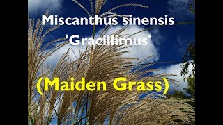 Ornamental Grass Miscanthus sinensis Gracillimus Maiden Grass [upl. by Tessa]