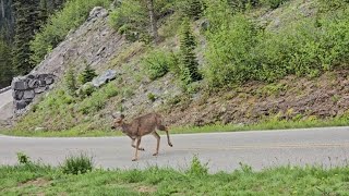 Deer at paradise mtrainier [upl. by Leirda468]