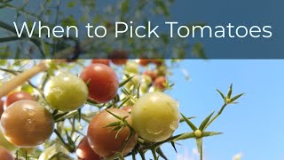 How To Ripen Already Picked Peppers  Garden Quickie Episode 17 [upl. by Noyes30]