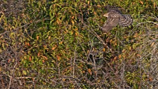 Accipiter cooperii COOPERS HAWKS of October 3047290 [upl. by Goran]