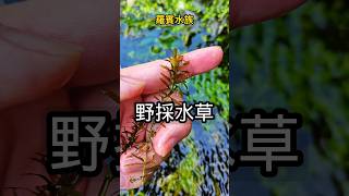 天然的水草就是超肥美水王孫 日本珍珠草 [upl. by Nereids168]